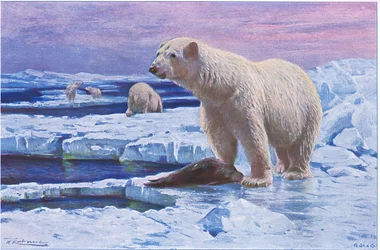 Oso polar, de Fauna del Mundo publicado por Frederick Warne & Co, c.1900