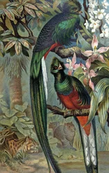 Quetzal resplandeciente, c.1910 (ilustración)