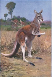Canguro Rojo, ilustración de Fauna del Mundo, c.1910