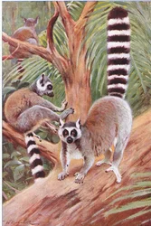 Lémur de cola anillada, ilustración de Wildlife of the World, hacia 1910