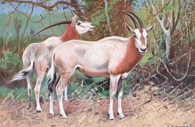 Antílope Sable, ilustración de Fauna del Mundo, c.1910