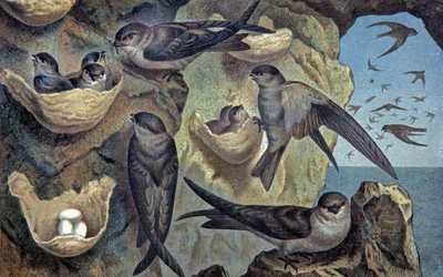 Salangana del Mascareigne, c.1910 (ilustración)