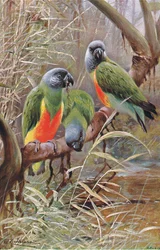Loro Senegalés, ilustración de Fauna del Mundo, c.1910
