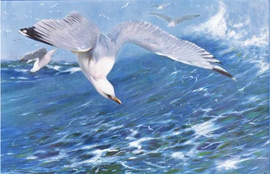 Gaviota plateada, de Fauna del Mundo publicado por Frederick Warne & Co, c.1900