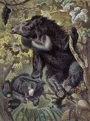 Oso perezoso