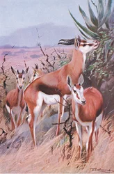 Springbok, ilustración de Fauna del Mundo, c.1910