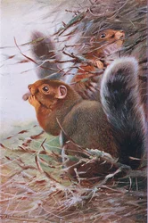 Ardilla de San Pablo, ilustración de Fauna del Mundo, c.1910