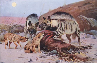 Hiena rayada y chacal, de Fauna del Mundo publicado por Frederick Warne & Co, c.1900