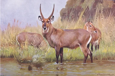 Antílope Acuático, ilustración de Fauna del Mundo, c.1910