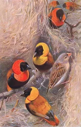 Aves Tejedoras, ilustración de Fauna del Mundo, c.1910