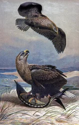 Águila de cola blanca, c.1910 (ilustración)