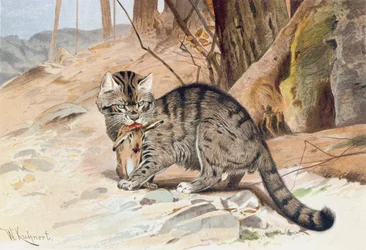 Gato Montés, lámina de "Brehms Tierleben: Allgemeine Kunde des Tierreichs", vol.1, p.418, publicado por Bibliographisches Institut