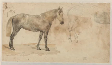 Estudios de un caballo
