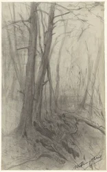 Árboles en un bosque