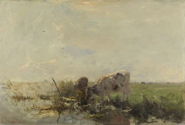 Vacas en un charco