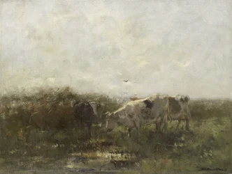 Vacas