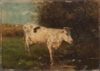 Vaca blanca