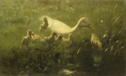 Pato blanco con pollitos