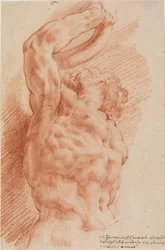Laocoonte. El torso de Laocoonte visto desde abajo a la derecha.