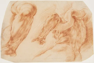 Laocoonte. Estudios del brazo izquierdo de Laocoonte y de la espalda de su torso visto desde la izquierda y desde abajo