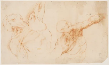 Dos estudios anatómicos (écorchés). Torso desollado de un hombre, con el brazo izquierdo levantado