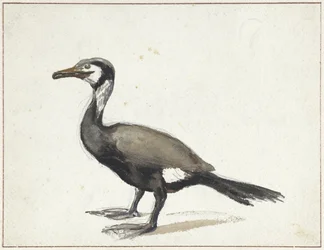 Cormorán