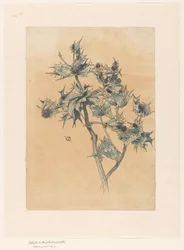 Cardo