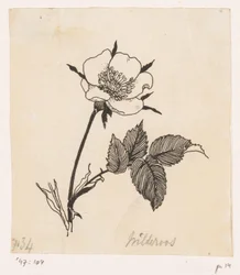 Rosa silvestre