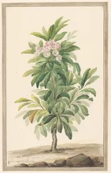 Árbol de la cuchara de hoja estrecha en el paisaje (Kalmia Angustifolio)