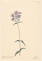 Rama de un phlox