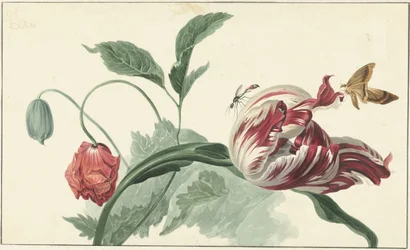 tulipán y una amapola