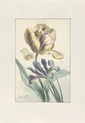 Tulipán e Iris