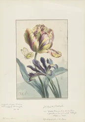 Tulipán e iris