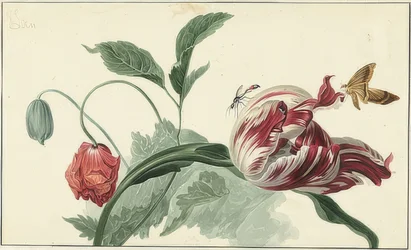 Tulipán y amapola