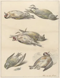 Seis pájaros muertos