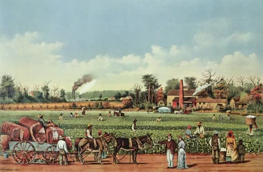 Una plantación de algodón en el Mississippi: la cosecha