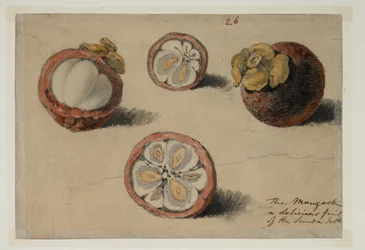 WD 961 f.26