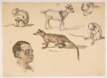 f.65 179 Cabeza de hombre, mapache, cabra y monos, de un Álbum de 372 dibujos de paisajes, costas, trajes y vida cotidiana realizados durante la embajada de Lord Macartney ante el Emperador de China, entre 1792 y 1794 (lápiz y acuarela sobre papel)