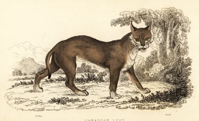 Lince canadiense, Lynx canadensis.,1834 (grabado)