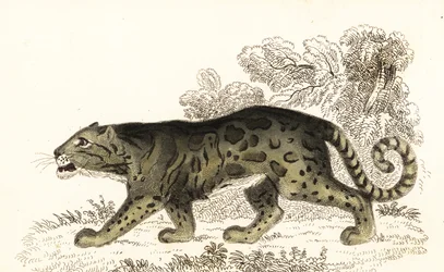 Leopardo nublado, Neofelis nebulosa.,1834 (grabado)