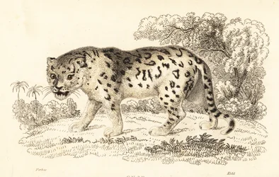 Jaguar, Panthera onca.,1834 (grabado)