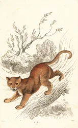Jaguarundi, Puma yagouaroundi.,1834 (grabado)
