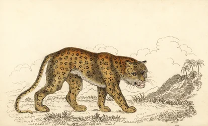 Leopardo, Panthera pardus, vulnerable, 1834 (grabado)