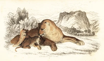 Leona y cachorros, Panthera leo.,1834 (grabado)
