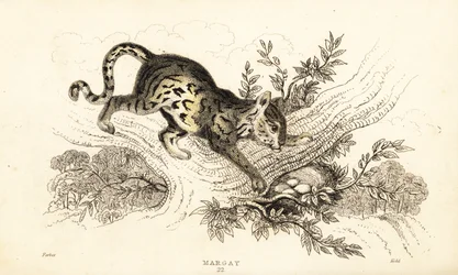 Margay, Leopardus wiedii.,1834 (grabado)