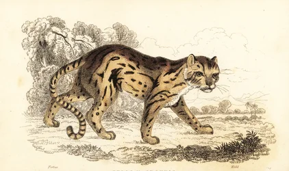 Margay, Leopardus wiedii. , 1834 (grabado)