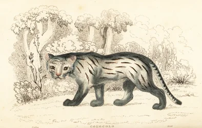 Gato de las pampas o pantanal, Leopardus colocola. ,1834 (grabado)