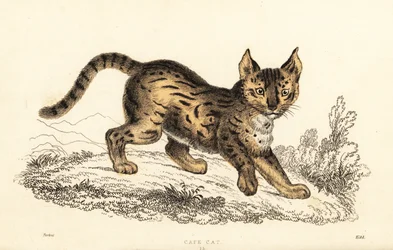 Serval, Leptailurus serval.,1834 (grabado)
