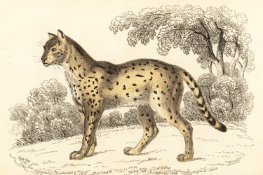 Serval, Leptailurus serval.,1834 (grabado)