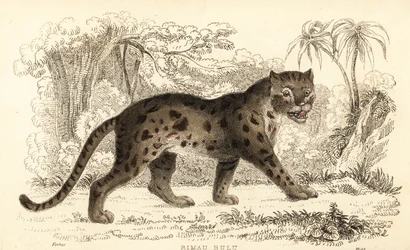 Gato leopardo de Sunda, Prionailurus bengalensis subsp. sumatranus. ,1834 (grabado)